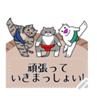 トリオ猫のメッセージスタンプ ハチワレ（個別スタンプ：1）
