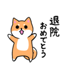 柴犬さんのお祝い＆ホメ言葉すたんぷ（個別スタンプ：13）