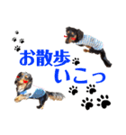 アイルくん,シエルくん by晩ママ（個別スタンプ：16）