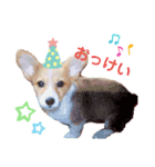 ミルク_corgi（個別スタンプ：5）