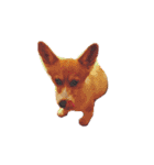 ミルク_corgi（個別スタンプ：8）