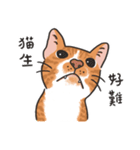 さけ ねこ（個別スタンプ：1）