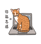 さけ ねこ（個別スタンプ：5）