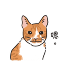 さけ ねこ（個別スタンプ：7）