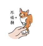 さけ ねこ（個別スタンプ：29）