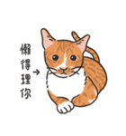 さけ ねこ（個別スタンプ：37）