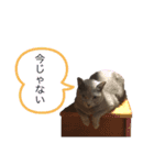 ろんた、らんまるち2（個別スタンプ：16）