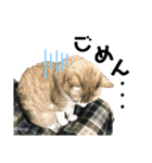 むぎといっしょ(ねこ)（個別スタンプ：7）