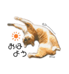 むぎといっしょ(ねこ)（個別スタンプ：9）