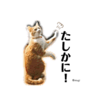 むぎといっしょ(ねこ)（個別スタンプ：11）