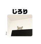 むぎといっしょ(ねこ)（個別スタンプ：13）
