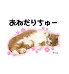 むぎといっしょ(ねこ)（個別スタンプ：14）