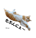 むぎといっしょ(ねこ)（個別スタンプ：16）