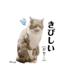 むぎといっしょ(ねこ)（個別スタンプ：17）