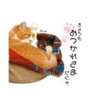 むぎといっしょ(ねこ)（個別スタンプ：18）