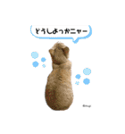 むぎといっしょ(ねこ)（個別スタンプ：19）