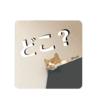 むぎといっしょ(ねこ)（個別スタンプ：20）