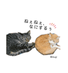 むぎといっしょ(ねこ)（個別スタンプ：23）