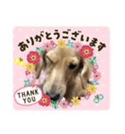 にぃなコレクション（個別スタンプ：13）