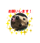 にぃなコレクション（個別スタンプ：15）