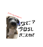 ゆかいな仲間たち！ in dog（個別スタンプ：3）