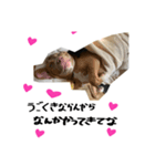 ゆかいな仲間たち！ in dog（個別スタンプ：6）