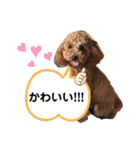 ぷぅスタンプ第2弾（個別スタンプ：19）