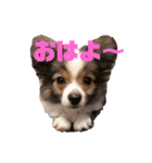 パピヨンのキース君♪（個別スタンプ：1）