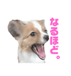 パピヨンのキース君♪（個別スタンプ：7）