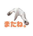 パピヨンのキース君♪（個別スタンプ：8）