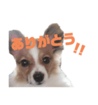 パピヨンのキース君♪（個別スタンプ：10）