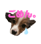 パピヨンのキース君♪（個別スタンプ：11）