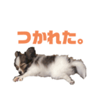 パピヨンのキース君♪（個別スタンプ：12）