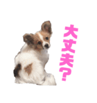 パピヨンのキース君♪（個別スタンプ：13）
