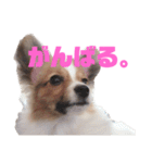 パピヨンのキース君♪（個別スタンプ：15）