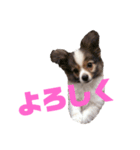 パピヨンのキース君♪（個別スタンプ：17）
