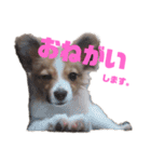 パピヨンのキース君♪（個別スタンプ：21）