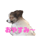 パピヨンのキース君♪（個別スタンプ：23）