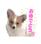 パピヨンのキース君♪（個別スタンプ：25）