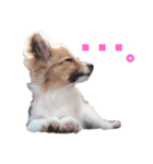パピヨンのキース君♪（個別スタンプ：35）
