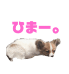 パピヨンのキース君♪（個別スタンプ：37）