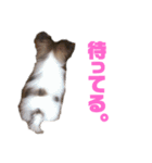 パピヨンのキース君♪（個別スタンプ：39）
