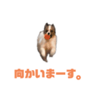 パピヨンのキース君♪（個別スタンプ：40）