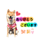 柴犬こむぎNo.4（個別スタンプ：1）