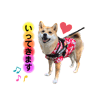 柴犬こむぎNo.4（個別スタンプ：3）