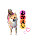 柴犬こむぎNo.4（個別スタンプ：4）