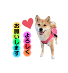 柴犬こむぎNo.4（個別スタンプ：5）