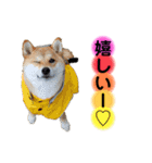 柴犬こむぎNo.4（個別スタンプ：6）