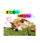 柴犬こむぎNo.4（個別スタンプ：9）