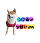 柴犬こむぎNo.4（個別スタンプ：11）